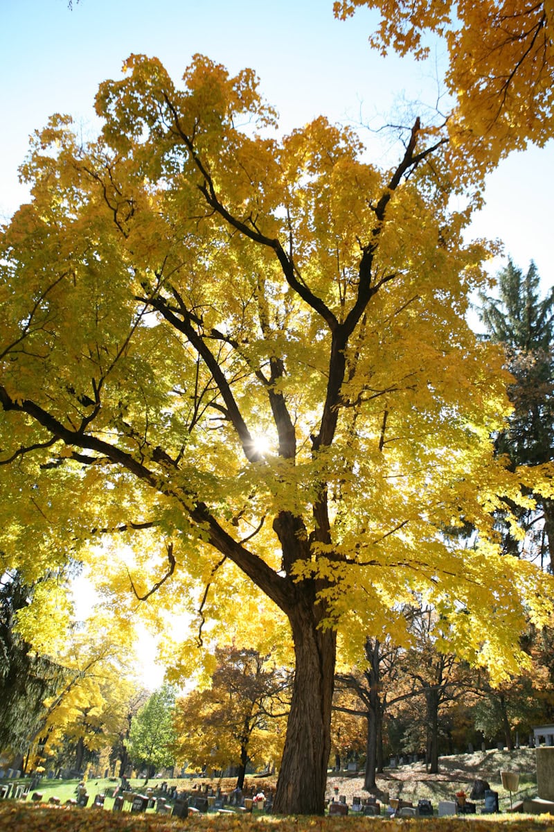 winona fall color scenery 18 1 - Winona Community Foundation